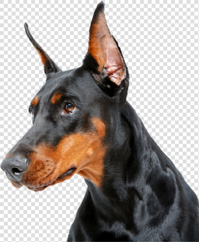 Dobermann  HD Png DownloadTransparent PNG