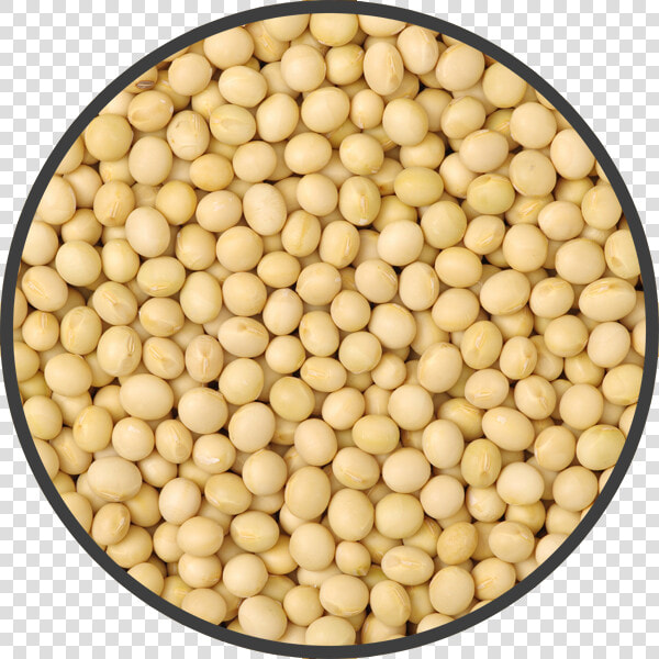 Soybean Png  Transparent PngTransparent PNG