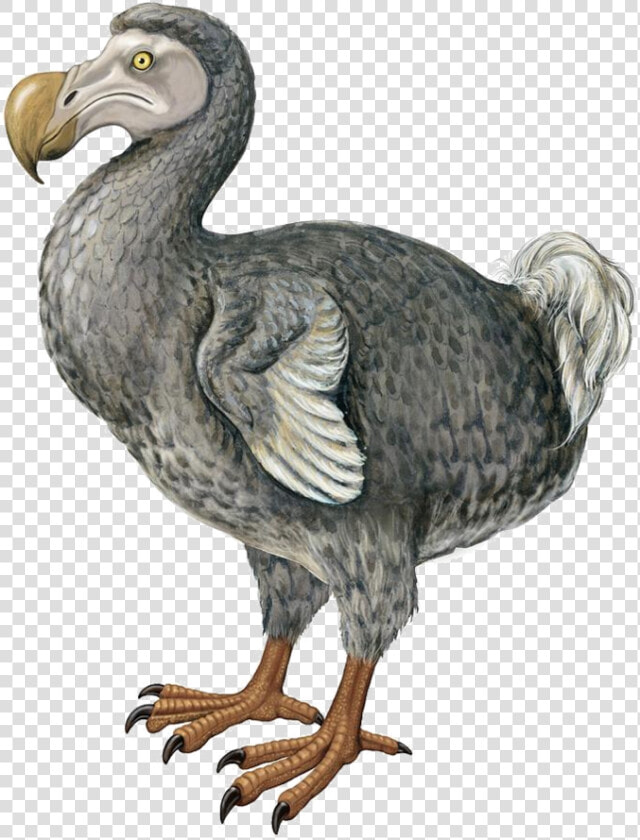 Dodo   Dodo Bird Png  Transparent PngTransparent PNG