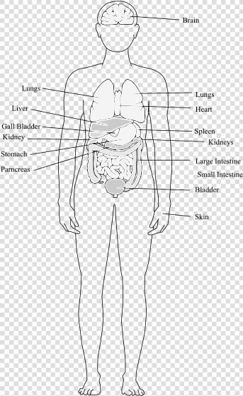 Human Body Organs   Human Body Structure Clipart  HD Png DownloadTransparent PNG