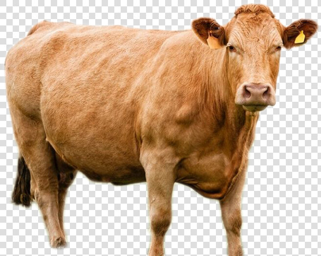 Cow Png Image   Kupon Pembagian Daging Kurban  Transparent PngTransparent PNG