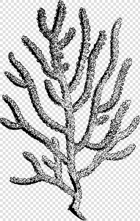 Coral  Invertebrate  Marine  Ocean  Polyp  Reef  Sea   Coral Drawing Transparent Background  HD Png DownloadTransparent PNG