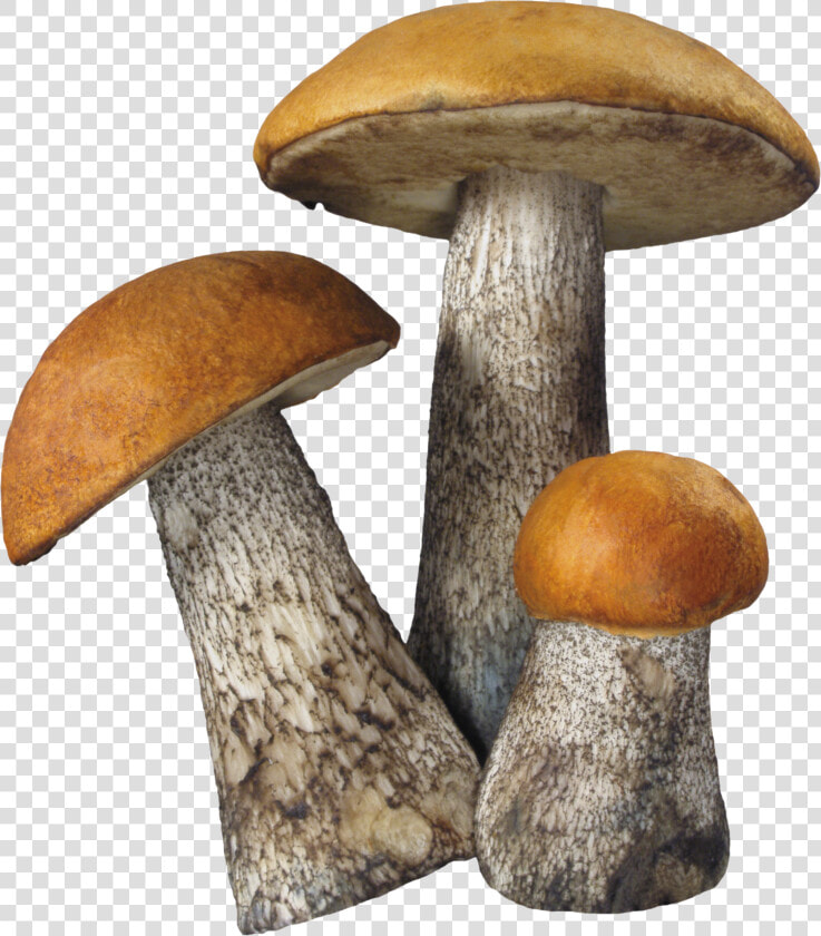 Fungi Png   Mushrooms Png  Transparent PngTransparent PNG