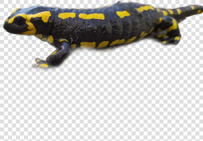  salamander   Chinese Warty Newt  HD Png DownloadTransparent PNG