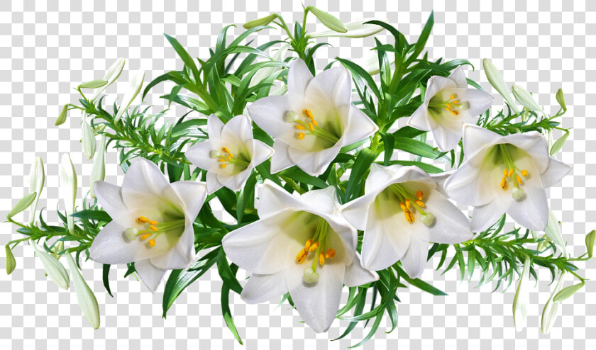 Lilies  Flowers  Perfume  Arrangement  Garden  Nature   Perfume Flowers Png  Transparent PngTransparent PNG