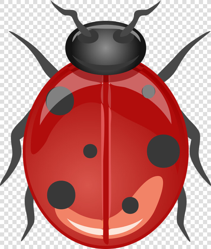 Ladybug  Beetle  Lucky Ladybug  Animal  Insect  Red   10 Animals No Bone  HD Png DownloadTransparent PNG