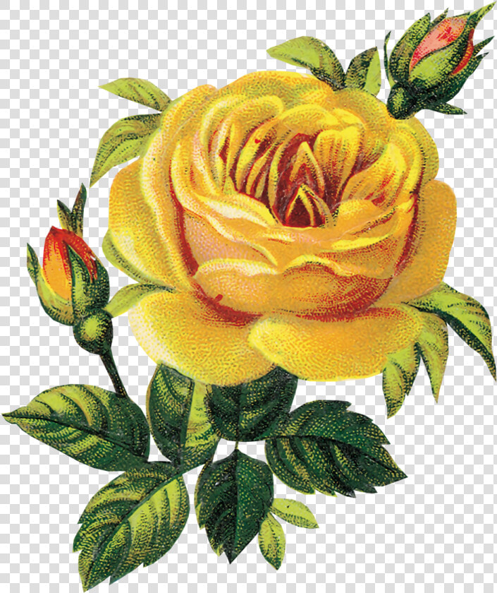 Transparent Flores Vintage Png   Vintage Yellow Roses Clipart  Png DownloadTransparent PNG