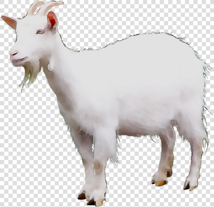 Mountain Goat Sheep Cattle Terrestrial Animal   Kambing Png  Transparent PngTransparent PNG