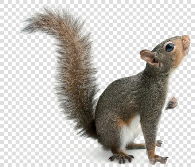 Squirrel Png Download Image   Eastern Gray Squirrel Png  Transparent PngTransparent PNG