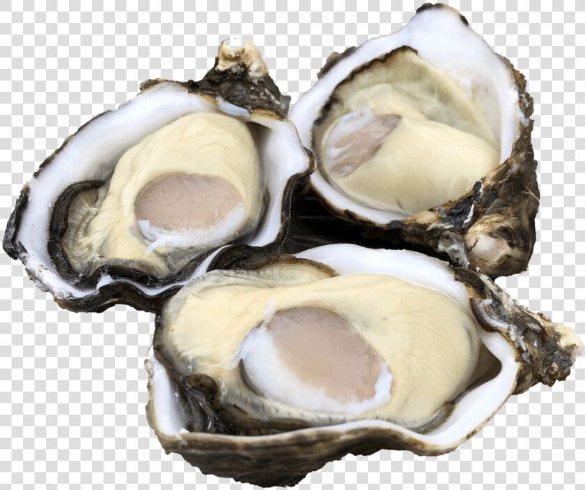 Single Seed Oysters   Tiostrea Chilensis  HD Png DownloadTransparent PNG