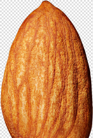 Almond Png Transparent Images   Almond Transparent Background  Png DownloadTransparent PNG