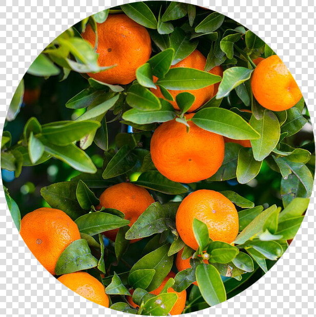 Citrus Growing Guide   Orange Citrus Sinensis  HD Png DownloadTransparent PNG