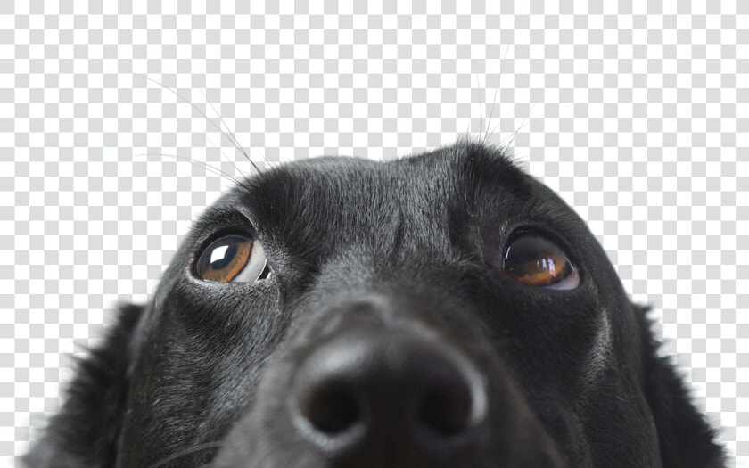 Dog Has Mucus In Eye  HD Png DownloadTransparent PNG