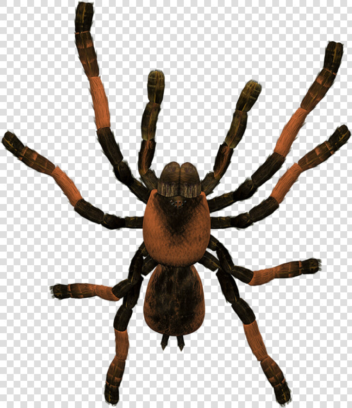 Transparent Tarantula Clipart   Tarantula Png  Png DownloadTransparent PNG