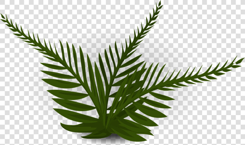 Fern   Rainforest Plants With No Background  HD Png DownloadTransparent PNG