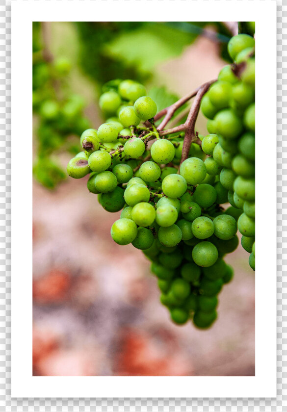 Visuals1 min   Seedless Fruit  HD Png DownloadTransparent PNG