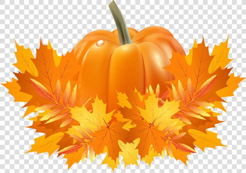 Clip Art Pumpkins And Fall Leaves   Transparent Background Pumpkin Clipart  HD Png DownloadTransparent PNG