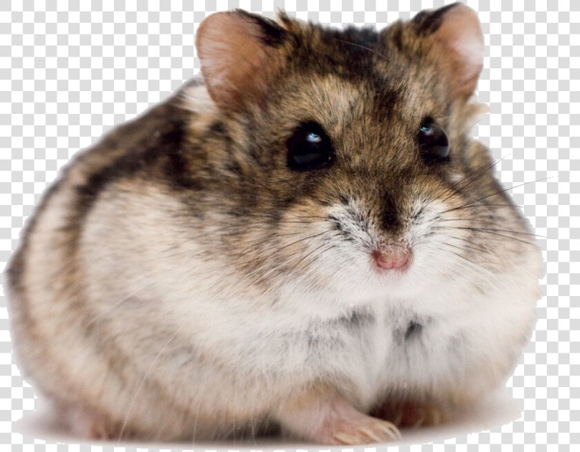 Cute Hamster Png High quality Image  Transparent PngTransparent PNG