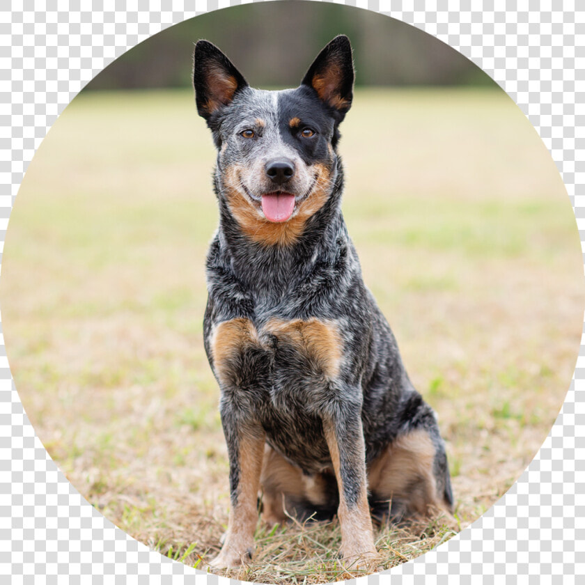 Transparent Jenga Png   Australian Stumpy Tail Cattle Dog  Png DownloadTransparent PNG