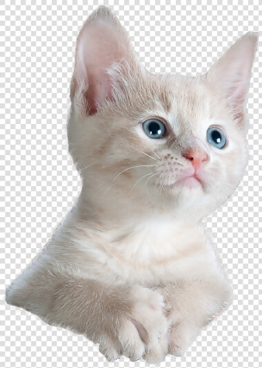 Cat Staring Png  Transparent PngTransparent PNG