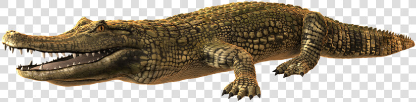 Caiman Png  Transparent PngTransparent PNG