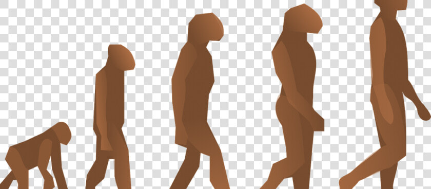 Evolution 24560   Human Evolution  HD Png DownloadTransparent PNG