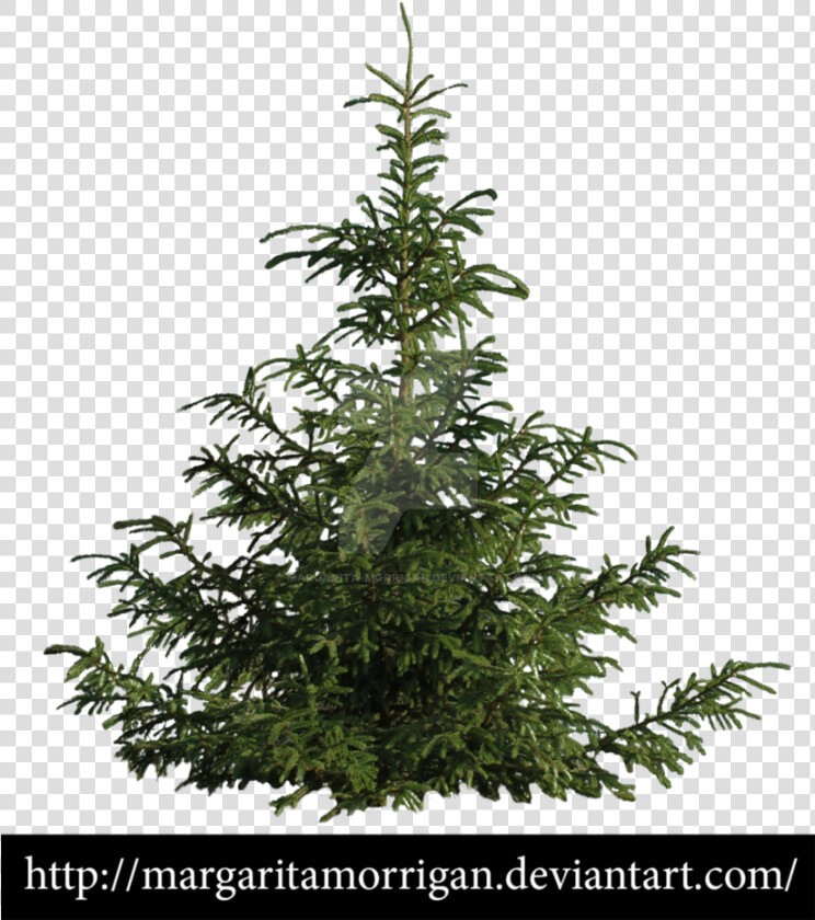 B Tree  Pine Tree  Tree Psd  Landscaping Trees  Garden   Pine Tree Drawing  HD Png DownloadTransparent PNG