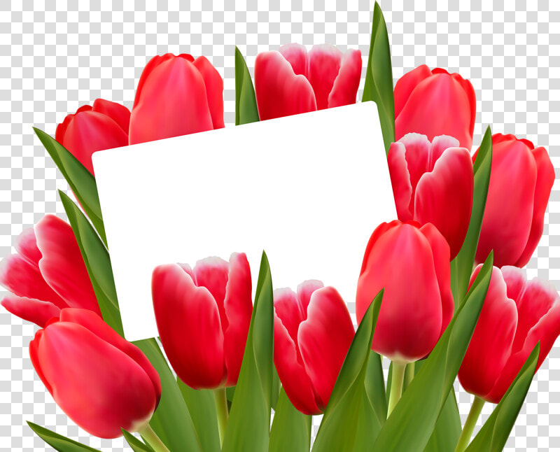 Red Tulips  Spring Clip Art   Red Tulips Png  Transparent PngTransparent PNG