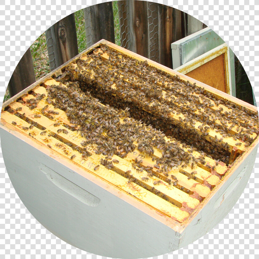 Bee Hives  HD Png DownloadTransparent PNG