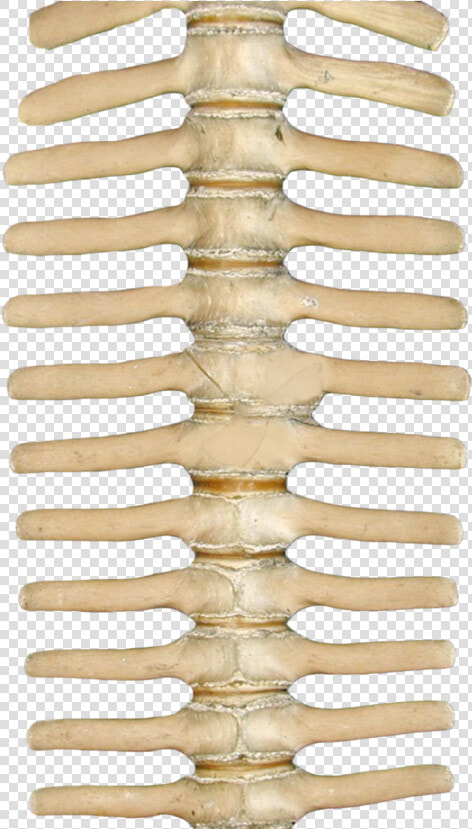 Skeleton Spine Png  Transparent PngTransparent PNG