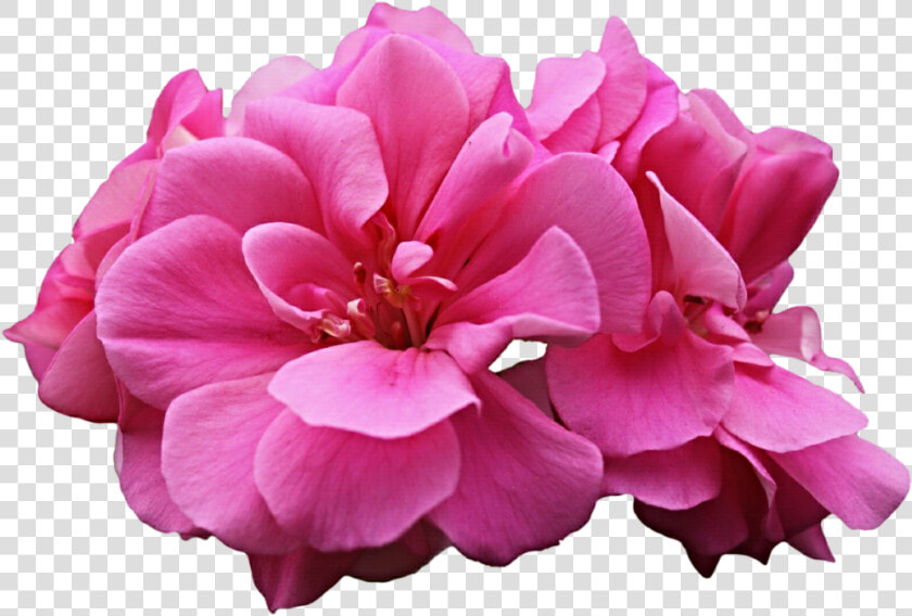 Thumb Image   Pink Geranium Flower Png  Transparent PngTransparent PNG