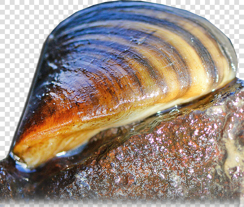 Zebra Mussel   Aquatic Nuisances  HD Png DownloadTransparent PNG