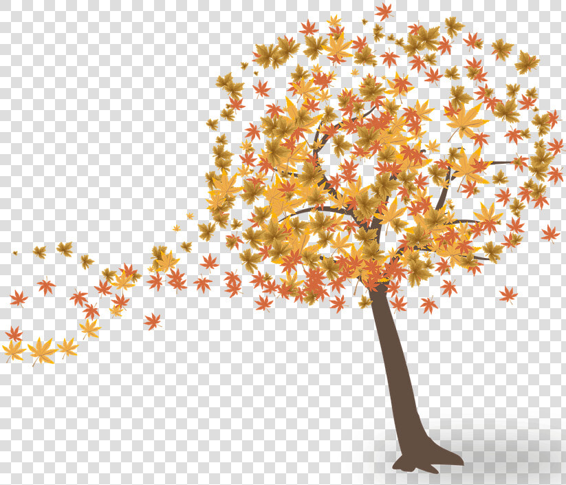 Transparent Deciduous Tree Png   Fall Tree Png  Png DownloadTransparent PNG