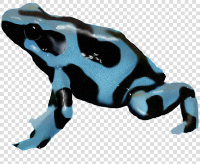 Dart Frog true Frog tree Frog tree Frog animal Figure bufo phyllobates   Poison Dart Frog Png  Transparent PngTransparent PNG