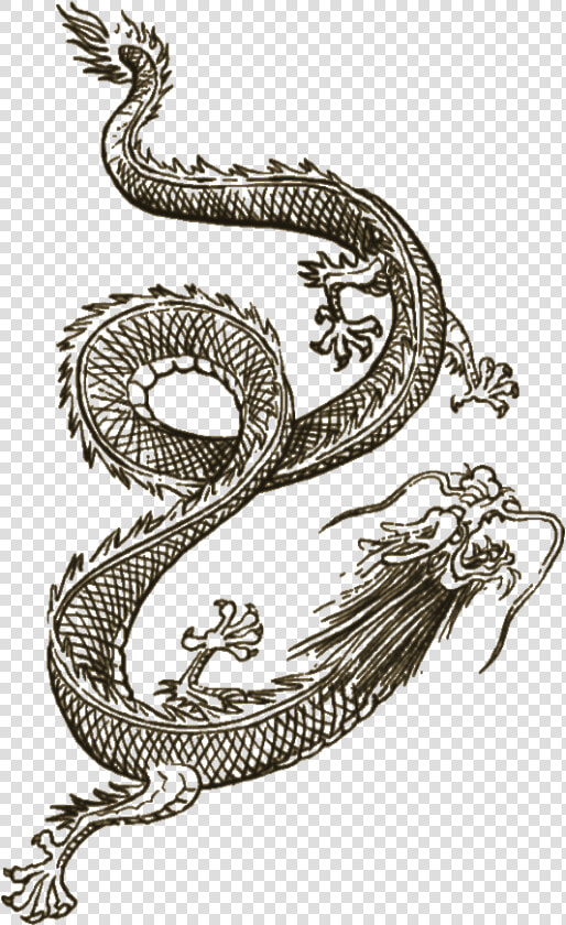 Wei Shen Dragon Tattoo  HD Png DownloadTransparent PNG