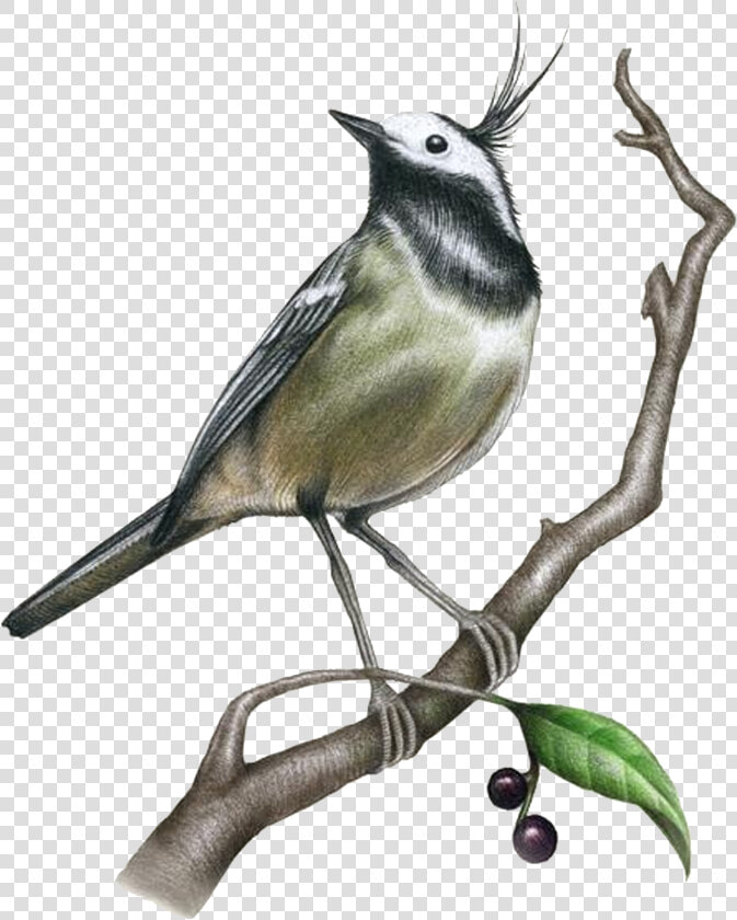 Drawing Painting Bird Illustration   Realistic Sketch Drawings Of Birds  HD Png DownloadTransparent PNG