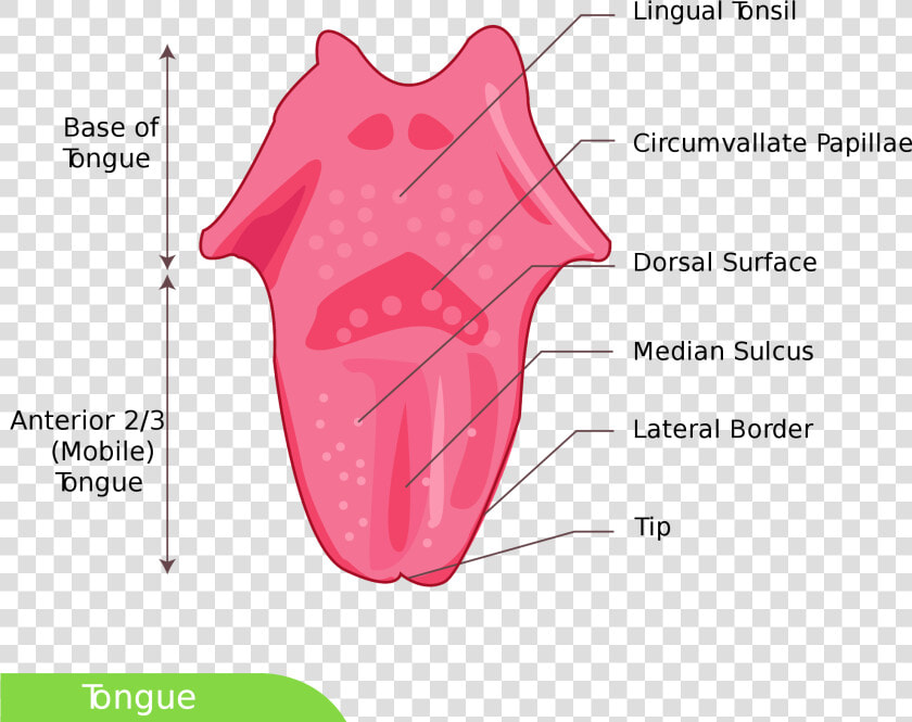 Dorsal Surface Of Tongue   Png Download   Tongue Diagram Simple  Transparent PngTransparent PNG