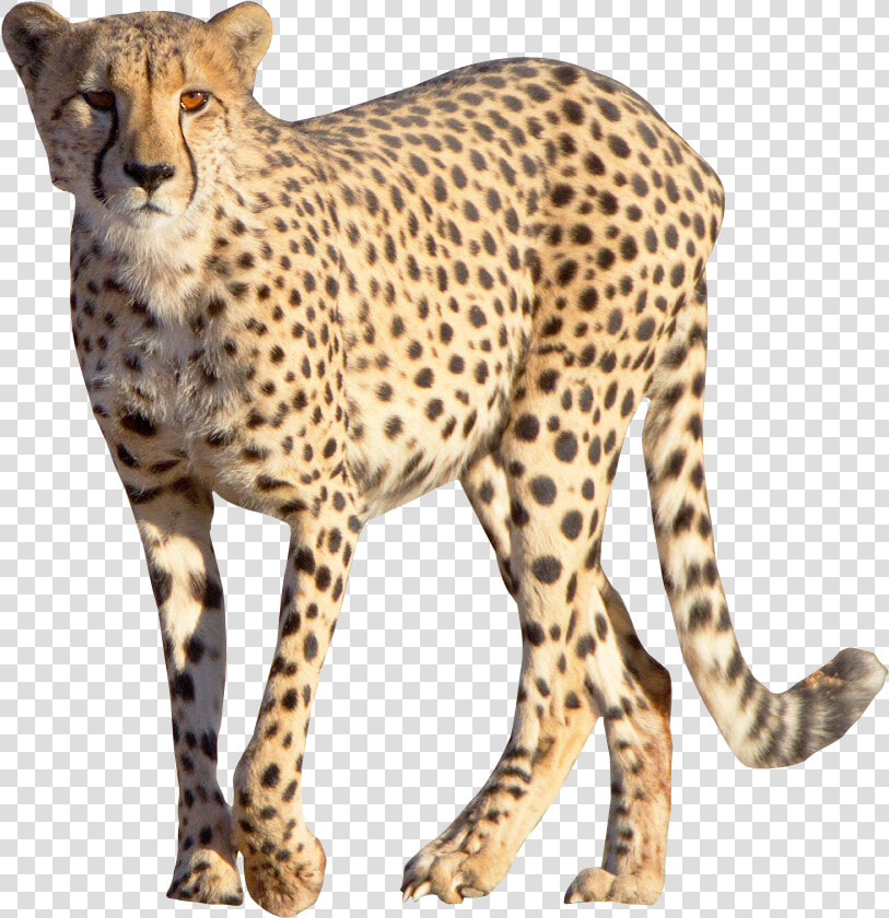 Cheetah Png Download   Cheetah Png  Transparent PngTransparent PNG