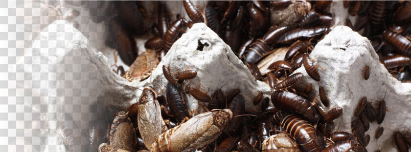 Roaches Will Nibble At Books And Food Packages   Firebrat  HD Png DownloadTransparent PNG