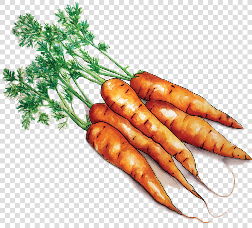 Carrots  HD Png DownloadTransparent PNG