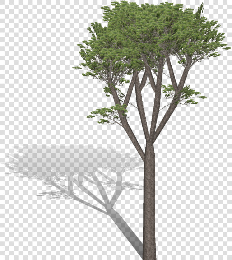 Transparent Pino Png   Fog  Png DownloadTransparent PNG