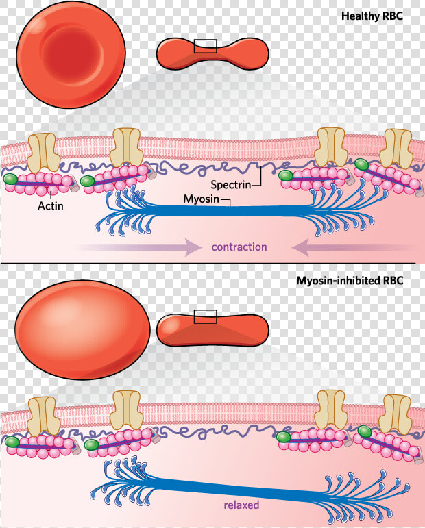 Transparent Red Blood Cells Png   Red Blood Cell Membrane  Png DownloadTransparent PNG