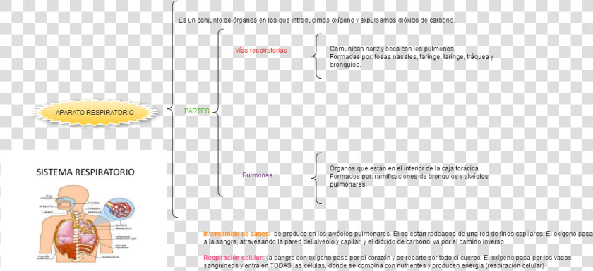 Sistema Respiratorio Humano  HD Png DownloadTransparent PNG