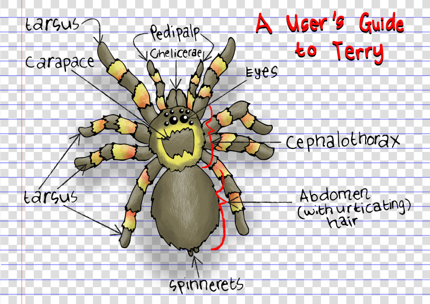 Tarantula Diagram   Cartoon   Tarantula Cartoon  HD Png DownloadTransparent PNG