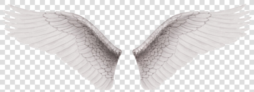 Alas Vector Png Png   Wings For Editing Png  Transparent PngTransparent PNG