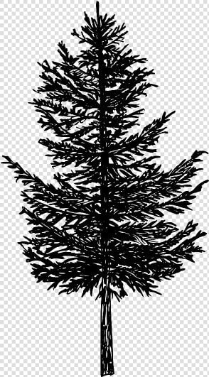 Pine Tree Png Transparent Images   Pine Tree Silhouette Transparent Background  Png DownloadTransparent PNG