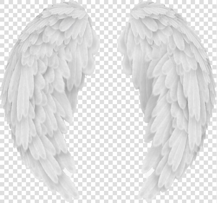 Vector Angel Wings Png Image   Transparent Background Angel Wings Png  Png DownloadTransparent PNG