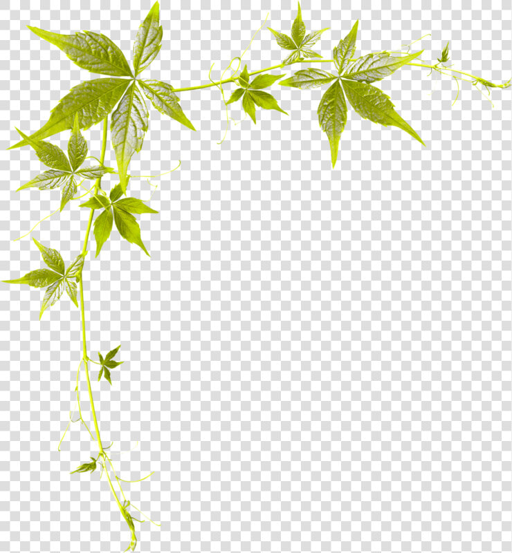       Bordure De Page Feuille  HD Png DownloadTransparent PNG