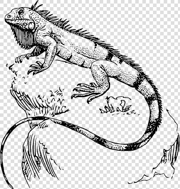 Iguana Para Pintar Art Tatt And Drawings   Iguana Drawing  HD Png DownloadTransparent PNG