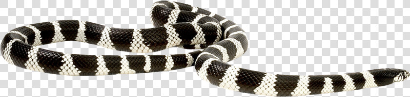 Snake Png Transparent Image   Long Snake Png  Png DownloadTransparent PNG